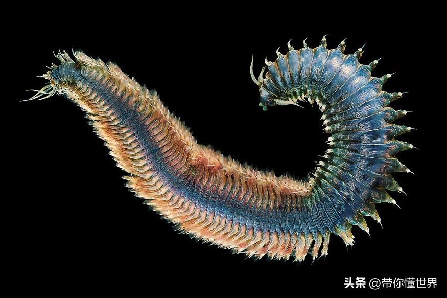 澳门最精准正最精准龙门蚕,澳门最精准正最精准龙门蚕——探索命运之门的新篇章