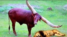 四不像正版 正版四不像,四不像正版与正版四不像，探索正版内容的多元形态