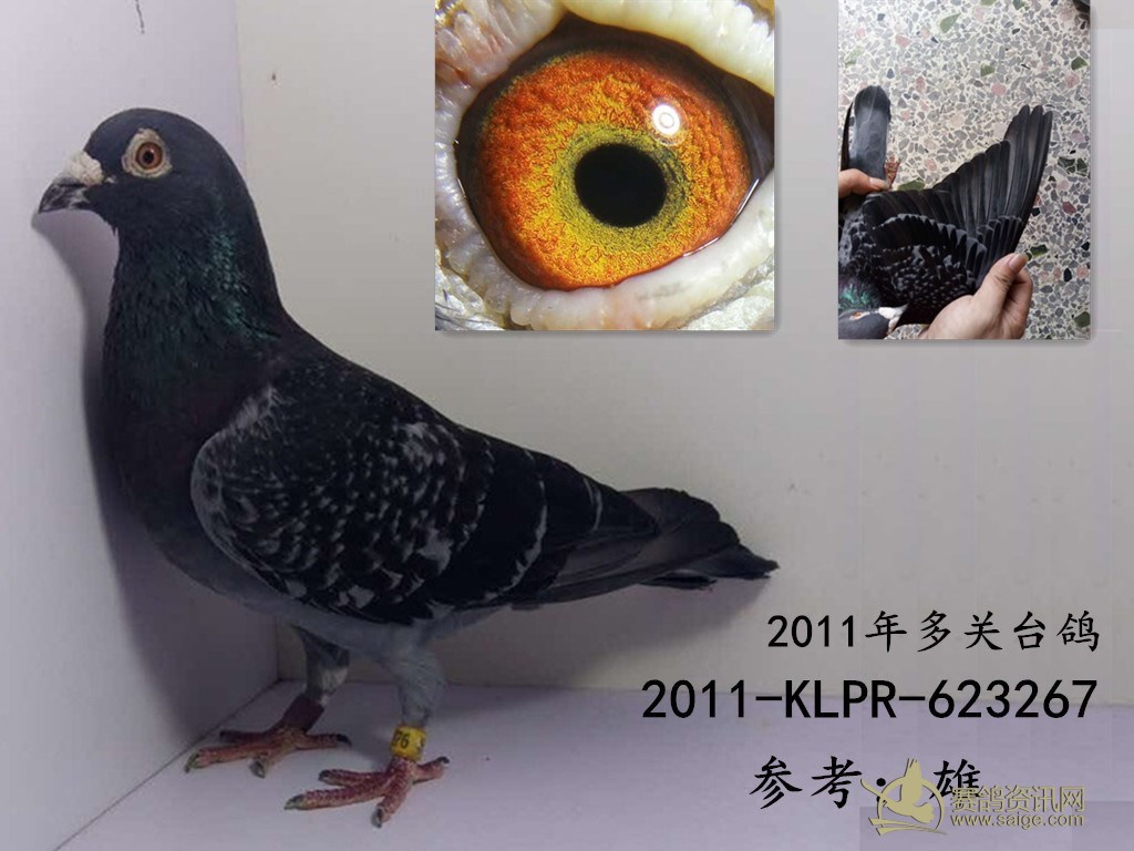 最新台鸽网一口价专区