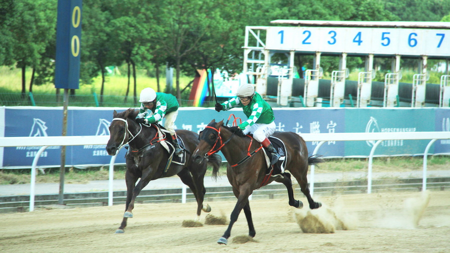 香港今晚开什么特马,香港今晚开什么特马，赛马文化与社会现象的观察