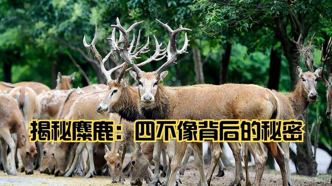 香港正版四不像图,香港正版四不像图，探索与赏析