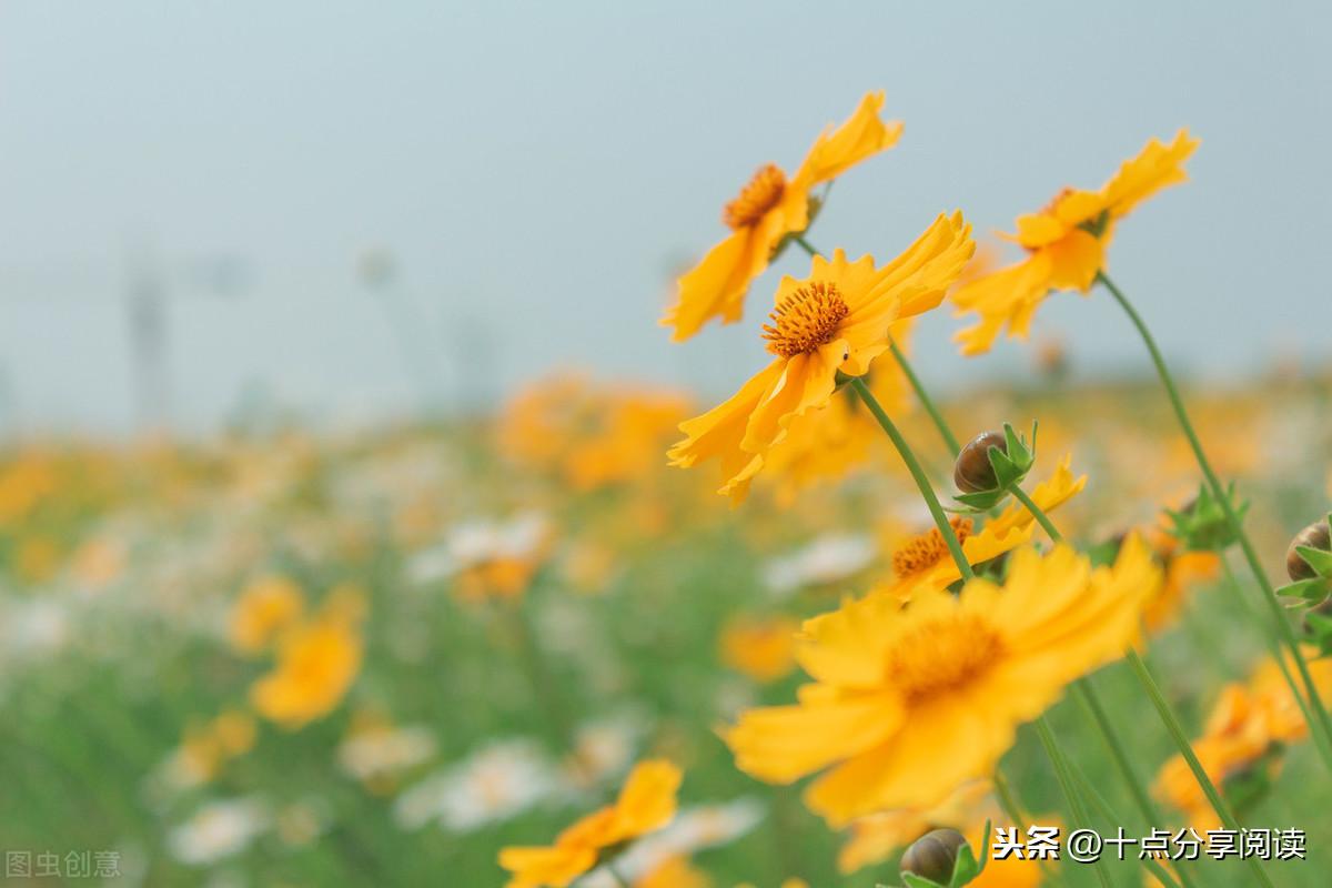 黄大仙正版免费资料,黄大仙正版免费资料，解读神秘文化与传统智慧